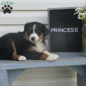 PRINCESS, Australian Shepherd Puppy