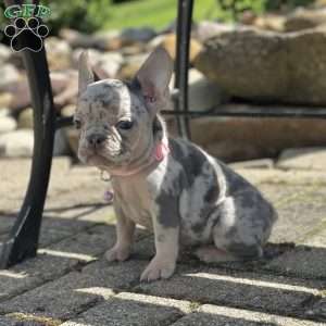 Sherly, French Bulldog Puppy
