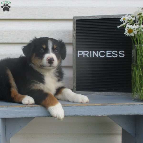 PRINCESS, Australian Shepherd Puppy