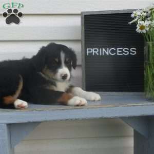 PRINCESS, Australian Shepherd Puppy