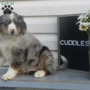 CUDDLES, Australian Shepherd Puppy