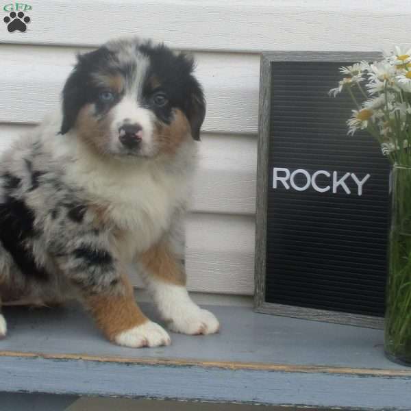 ROCKY, Australian Shepherd Puppy