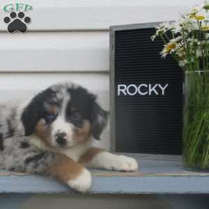 ROCKY, Australian Shepherd Puppy