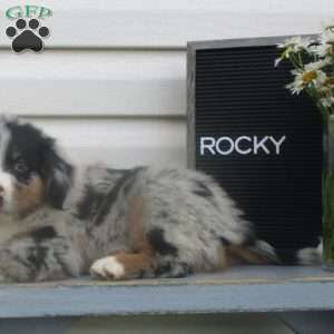 ROCKY, Australian Shepherd Puppy