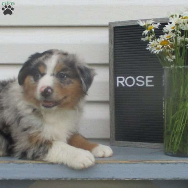 ROSE, Australian Shepherd Puppy