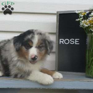 ROSE, Australian Shepherd Puppy