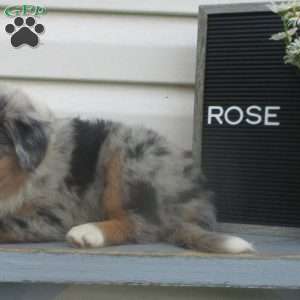 ROSE, Australian Shepherd Puppy