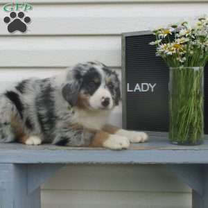 LADY, Australian Shepherd Puppy