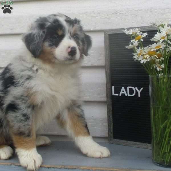 LADY, Australian Shepherd Puppy