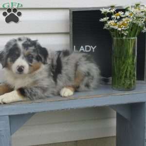 LADY, Australian Shepherd Puppy