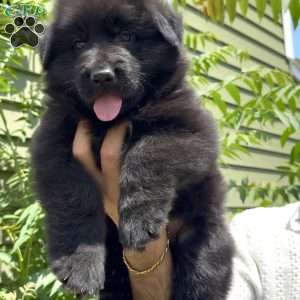 Ranger, German Shepherd Puppy