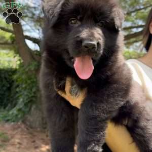 Ranger, German Shepherd Puppy