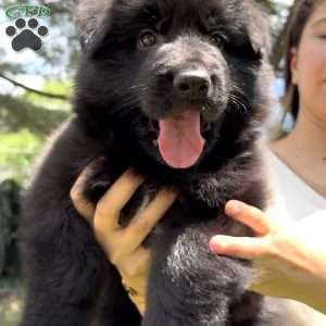 Ranger, German Shepherd Puppy