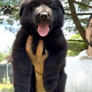 Ranger, German Shepherd Puppy