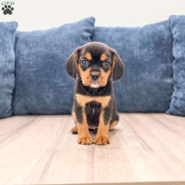 Wren, Beaglier Puppy