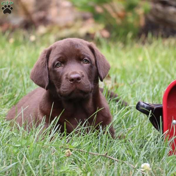 Maddy, Chocolate Labrador Retriever Puppy