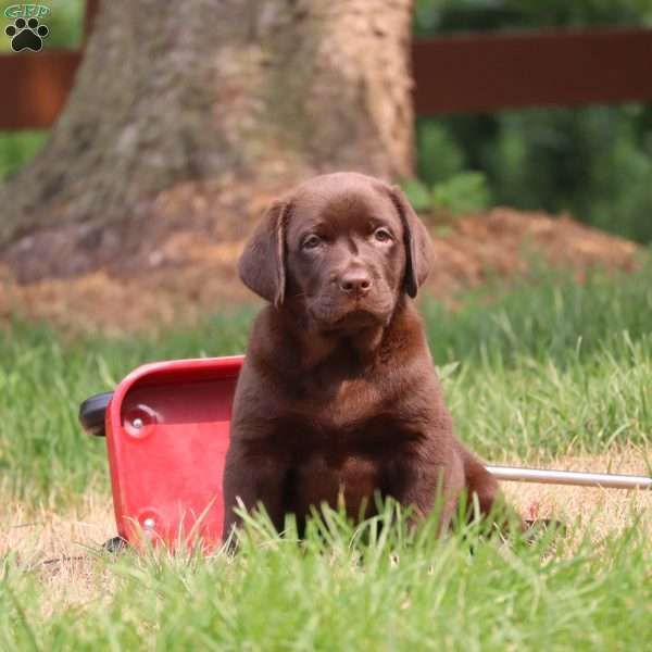 Morgan, Chocolate Labrador Retriever Puppy
