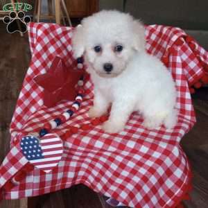 Charlie, Bichon Frise Puppy