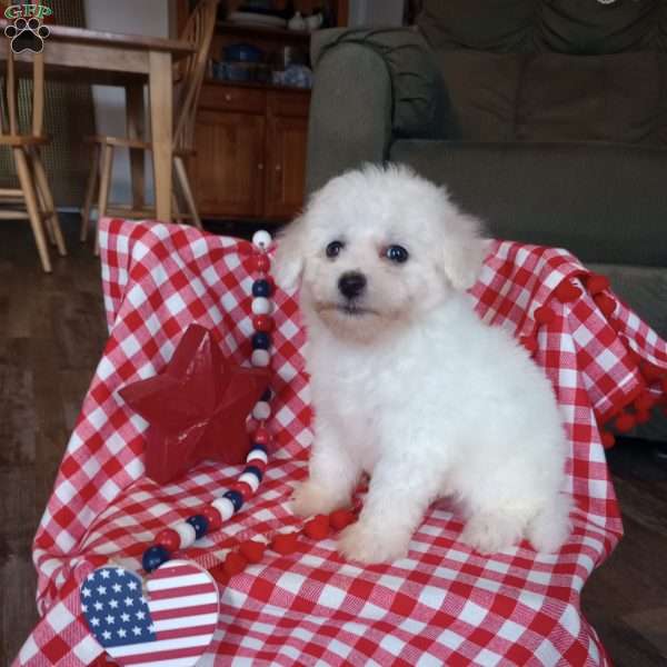 Charlie, Bichon Frise Puppy
