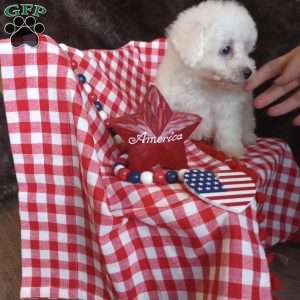 Charlie, Bichon Frise Puppy