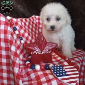 Charlie, Bichon Frise Puppy