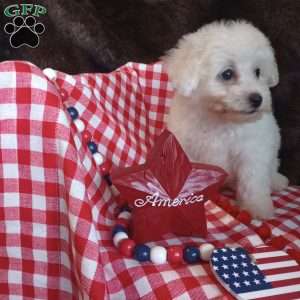 Charlie, Bichon Frise Puppy