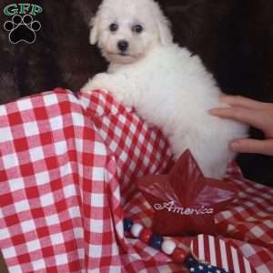 Charlie, Bichon Frise Puppy