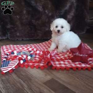 Charlie, Bichon Frise Puppy