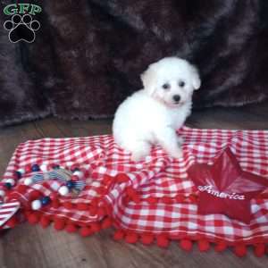 Charlie, Bichon Frise Puppy