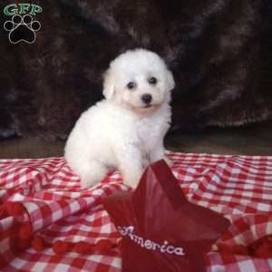 Charlie, Bichon Frise Puppy