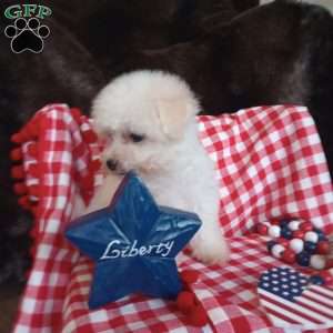 Coco, Bichon Frise Puppy