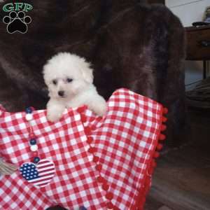 Coco, Bichon Frise Puppy
