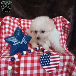 Coco, Bichon Frise Puppy