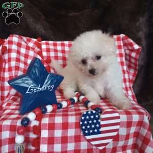 Coco, Bichon Frise Puppy