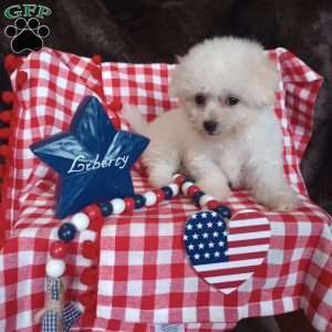 Coco, Bichon Frise Puppy