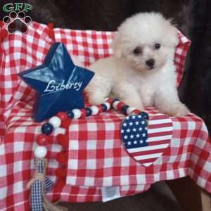 Coco, Bichon Frise Puppy