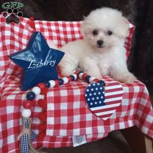 Coco, Bichon Frise Puppy