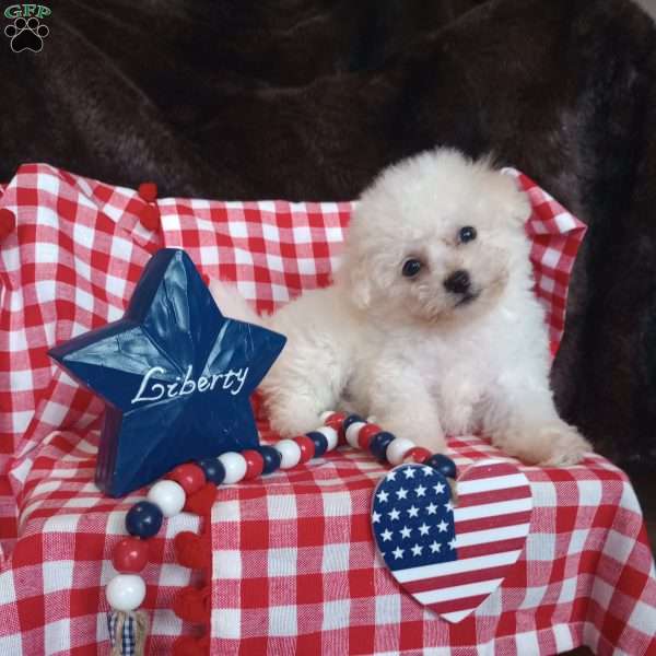 Coco, Bichon Frise Puppy