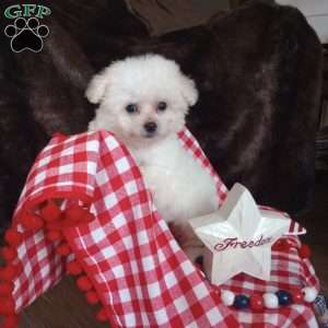 Callie, Bichon Frise Puppy