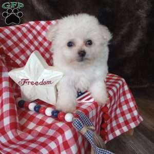 Callie, Bichon Frise Puppy