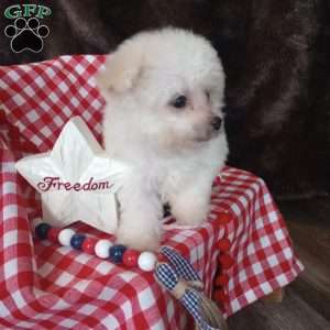 Callie, Bichon Frise Puppy