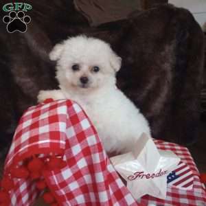 Callie, Bichon Frise Puppy