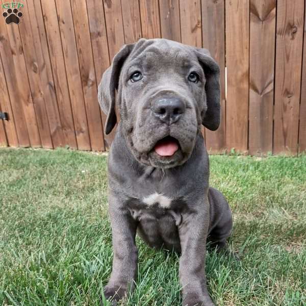Bella, Cane Corso Puppy