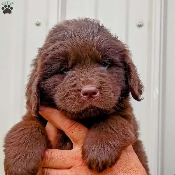 Umber, Newfoundland Puppy