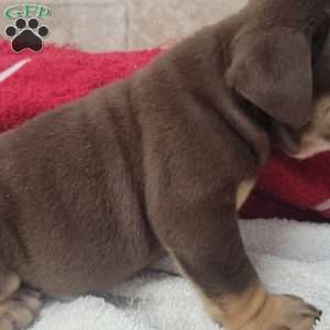 Princess, English Bulldog Puppy