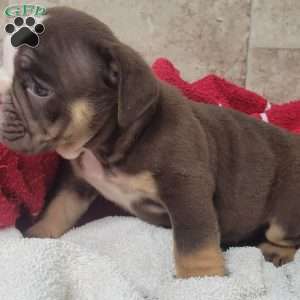 Princess, English Bulldog Puppy