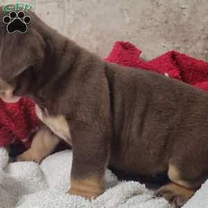 Princess, English Bulldog Puppy