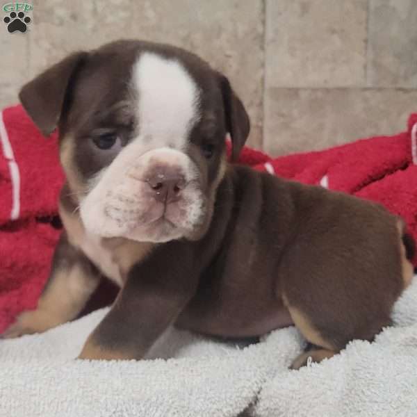 Princess, English Bulldog Puppy