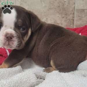Princess, English Bulldog Puppy