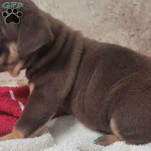 Princess, English Bulldog Puppy